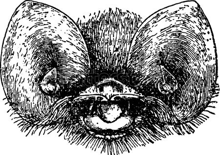 Uterine prolapse or pelvic organ prolapse, vintage engraving. Stock photo © Morphart