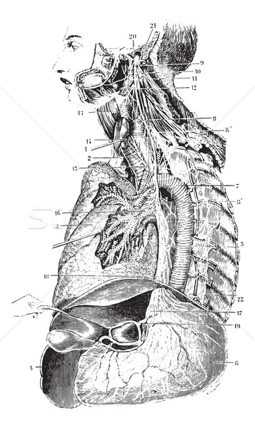Left vagus nerve, vintage engraving. Stock photo © Morphart