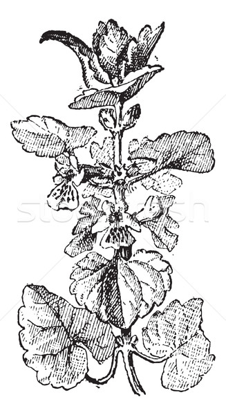 Ground Ivy or Glechoma hederacea, vintage engraving Stock photo © Morphart