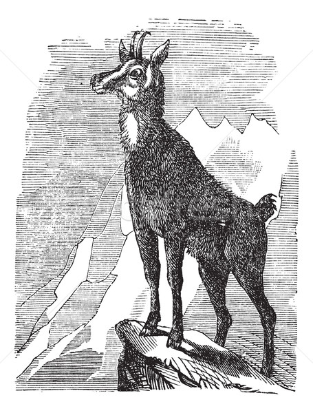 Chamois, or Antilope rupicapra vintage engraving Stock photo © Morphart