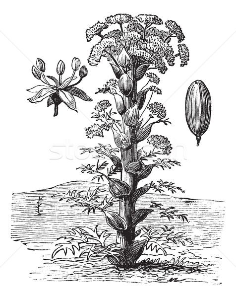 Ferula or Ferula sp., vintage engraving Stock photo © Morphart