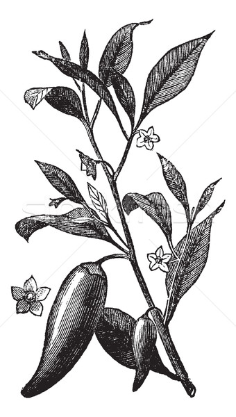 Annual chili (Capsicum annuum) or Mississippi sport pepper, vint Stock photo © Morphart