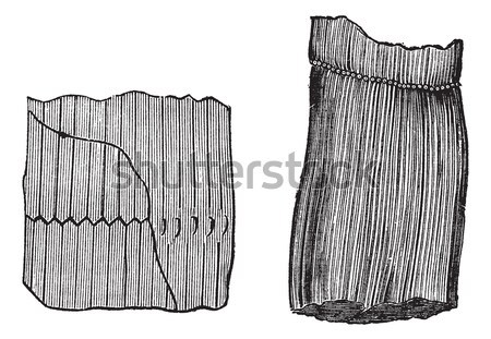 Structure of the Small Intestine, vintage engraving Stock photo © Morphart