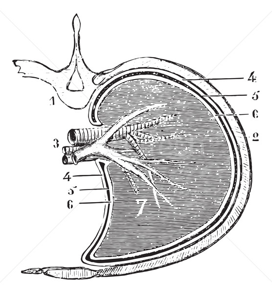 Horizontal section of the lung and pleura (schematic figure), vi Stock photo © Morphart