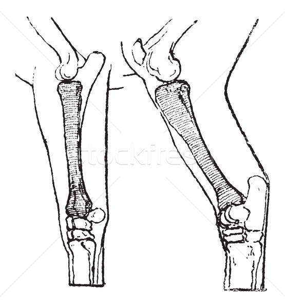 Radius and Tibia of a Horse, vintage engraving Stock photo © Morphart