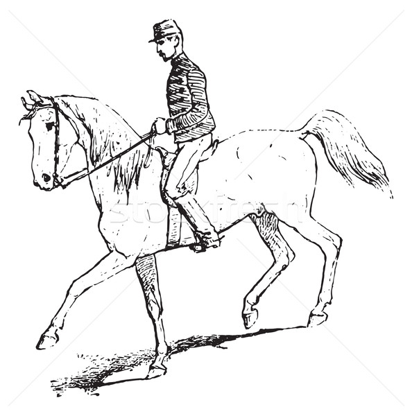 The Passage (riding horse), vintage engraving. Stock photo © Morphart