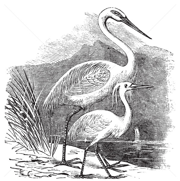 Engraving of a Great Egret (ardea alba) and Little Egret (ardea  Stock photo © Morphart