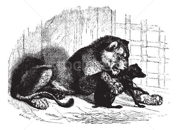 Lioness with cub, vintage engraving. Stock photo © Morphart