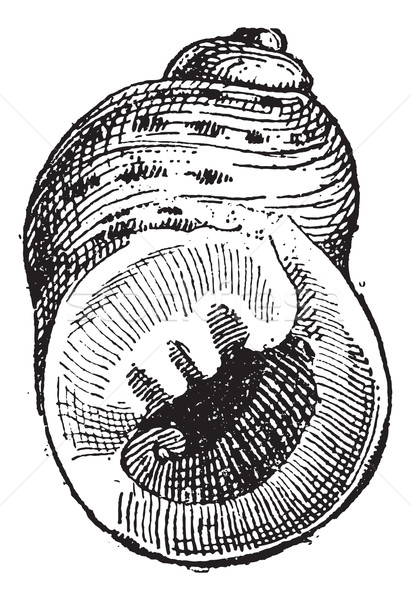 Periwinkle or Littorina sp., vintage engraving Stock photo © Morphart