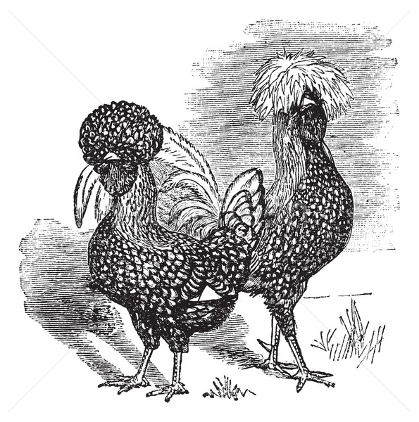Male and female of  Polish (chicken) vintage engraving Stock photo © Morphart