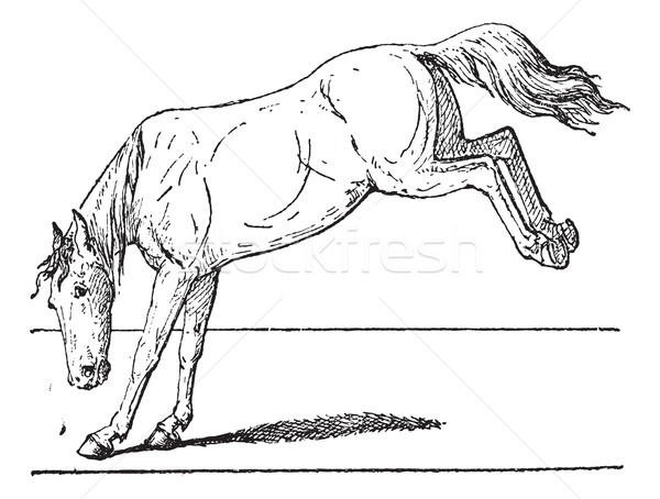 Horse kick, vintage engraving. Stock photo © Morphart