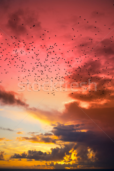 Stockfoto: Vliegen · Rood · Geel · zonsondergang · hemel · wild