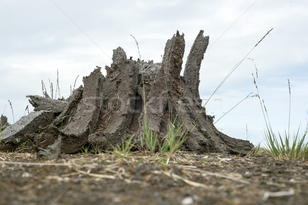 peat stacked up in lines for drying Stock photo © morrbyte