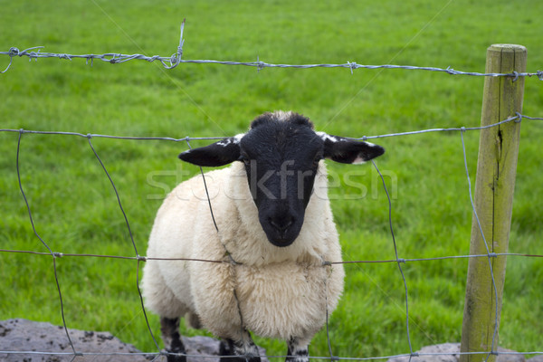 lone irish sheep Stock photo © morrbyte