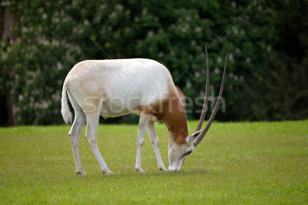 Scimitar-horned Oryx in fota wildlife park Stock photo © morrbyte