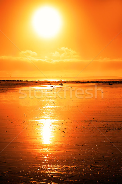 rod on a sunset beach Stock photo © morrbyte