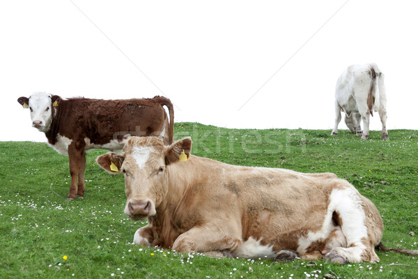 cattle feeding on the lush green grass Stock photo © morrbyte