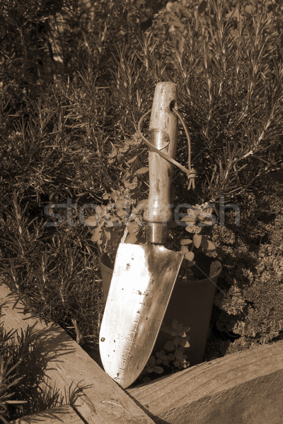 steel garden trowel in sepia Stock photo © morrbyte