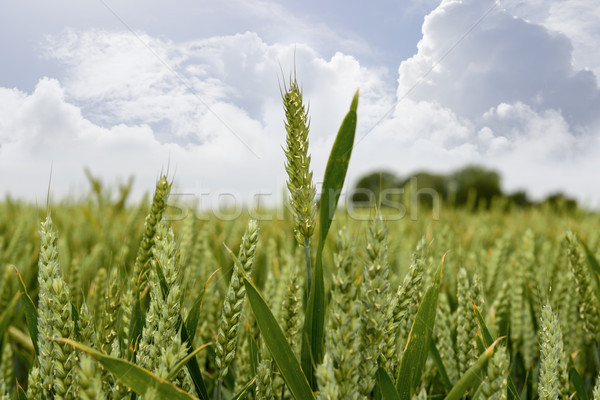 Gerst gewas Ierse boerderij voedsel landschap Stockfoto © morrbyte