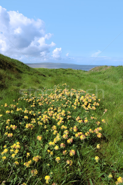 Wildblumen Gras Blumen Klippe Rand Stock foto © morrbyte