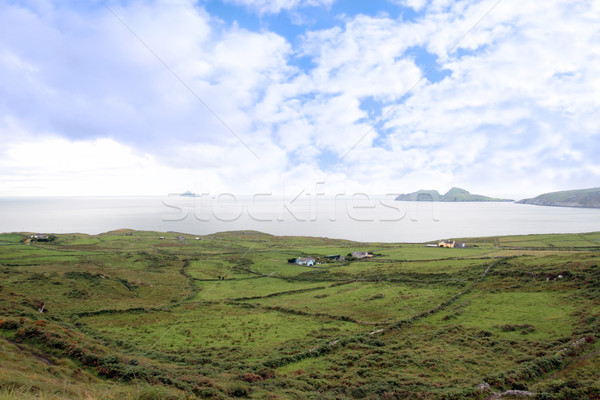 green irish fields and skellig rock view Stock photo © morrbyte