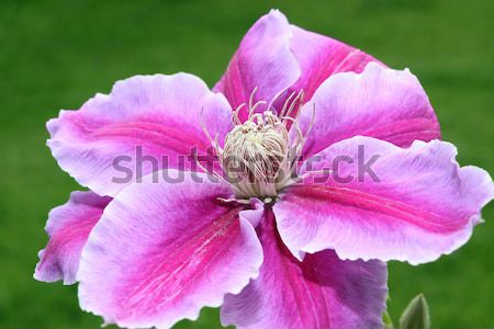 clematis flower with green background Stock photo © morrbyte