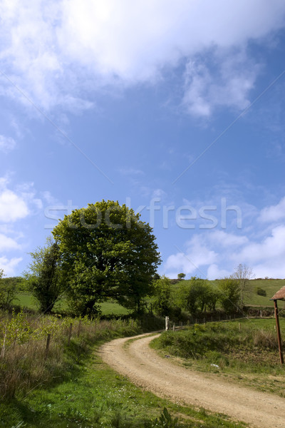 winding dirt road on irish farm Stock photo © morrbyte