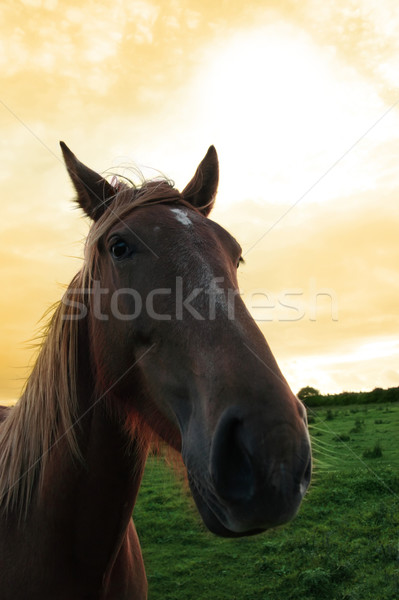 Foto d'archivio: Cavallo · testa · ritratto · irish · campagna · occhi