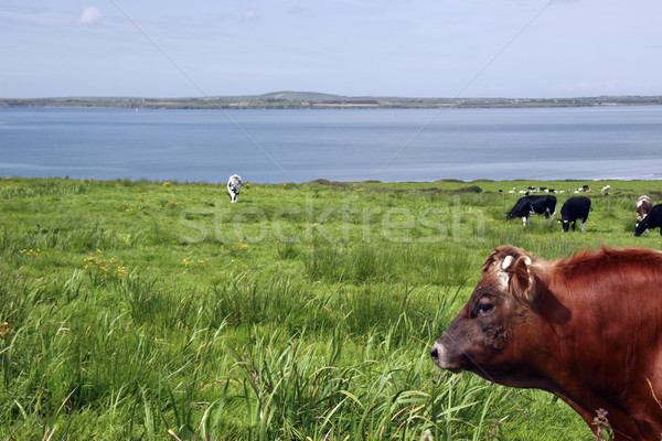 cattle heaven iii Stock photo © morrbyte