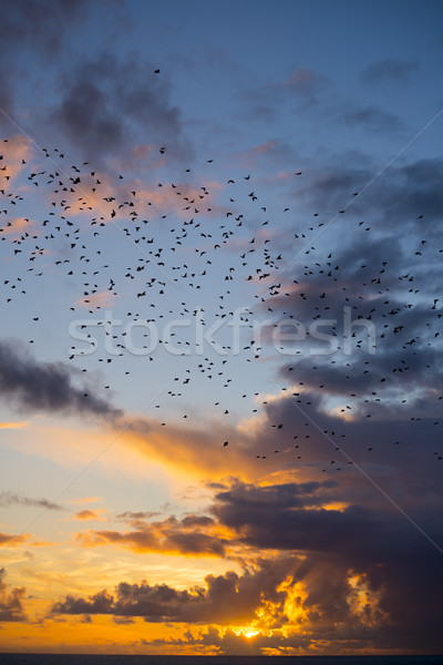 flocks of starlings flying into a bright yellow sunset Stock photo © morrbyte