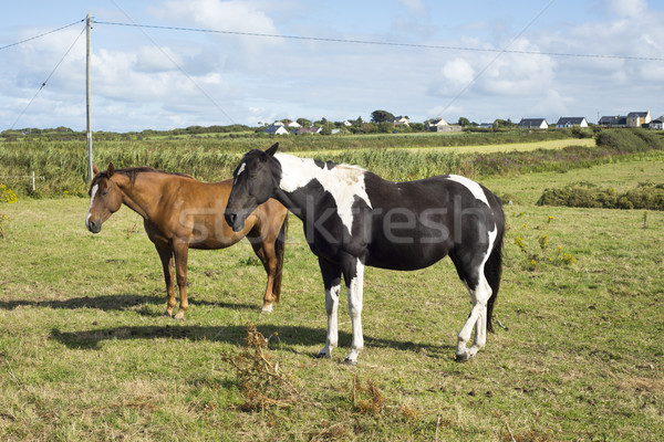 horses in a field near to the river shannon Stock photo © morrbyte
