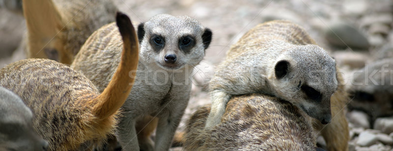 meerkat family in fota wildlife park Stock photo © morrbyte