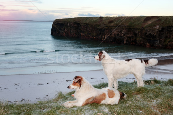 Stock foto: Strand · Ansicht · zwei · Hunde · Sonnenuntergang · Himmel