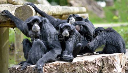 Siamang Gibbon family relaxing on tree stump Stock photo © morrbyte