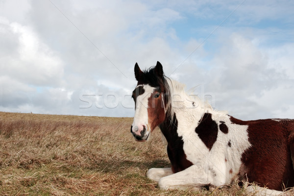 horse rests Stock photo © morrbyte