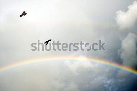 Voador tempestade dois céu natureza pássaro Foto stock © morrbyte