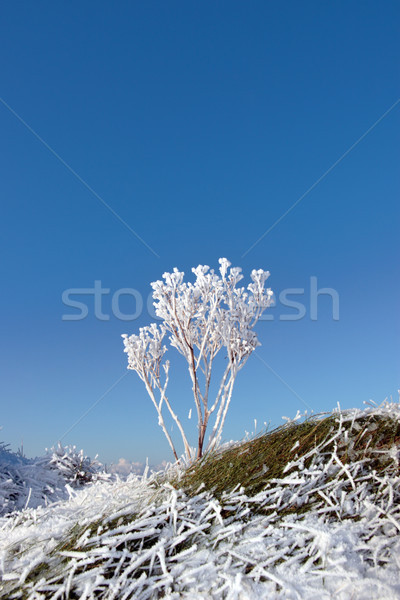 frosty snow covered grass ditch with weeds Stock photo © morrbyte