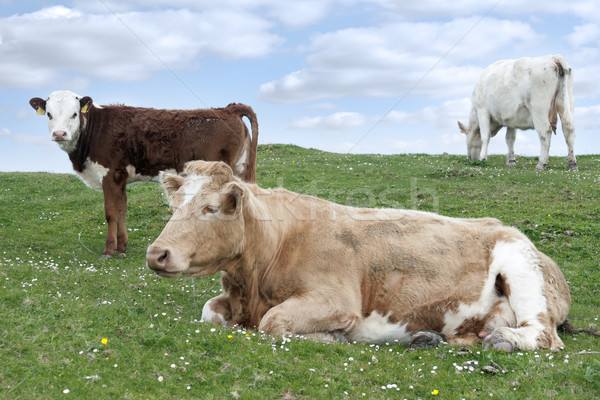 Irish cattle feeding on the lush green grass Stock photo © morrbyte