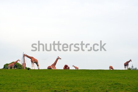 giraffe herd gathering in the grass Stock photo © morrbyte