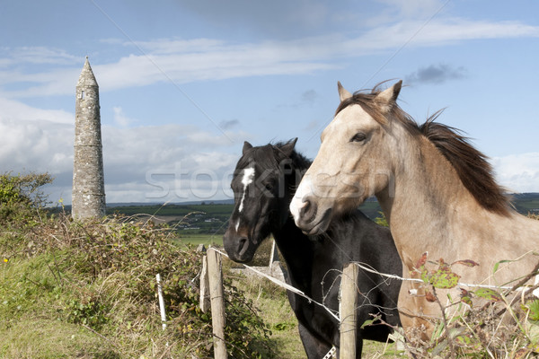 beautiful pair of Irish horses Stock photo © morrbyte