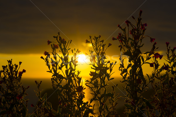 wild atlantic way sunset through wild flowers Stock photo © morrbyte