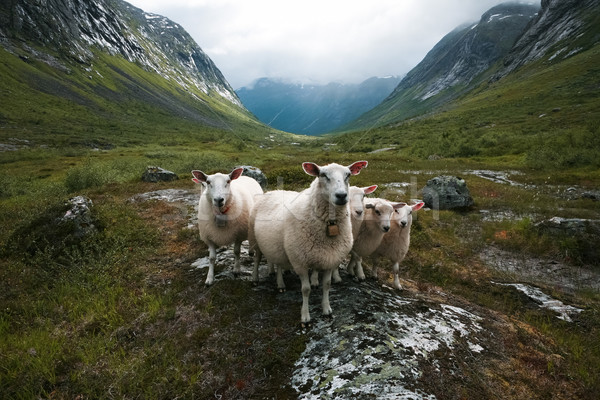 群れ 羊 北欧 谷 草 自然 ストックフォト © motttive