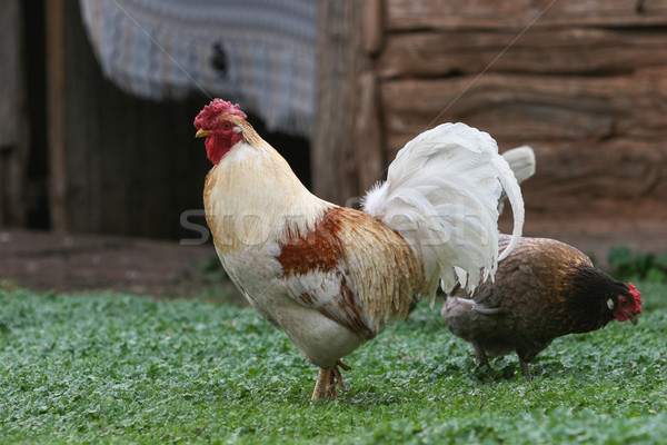 Rooster and chicken on russian village yard Stock photo © motttive