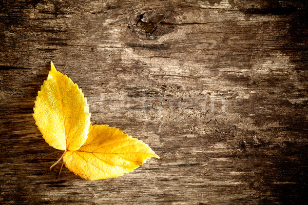 Old Autumn Leaves Stock photo © mpessaris
