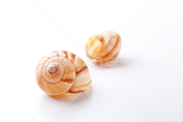 Zwei Schnecke Muscheln Lichtbild Stock foto © mpessaris