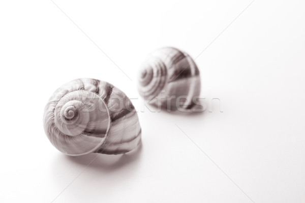 Shells Stock photo © mpessaris