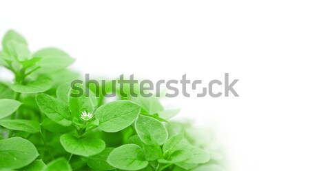 Verde pat de flori panoramă plante Imagine de stoc © mpessaris