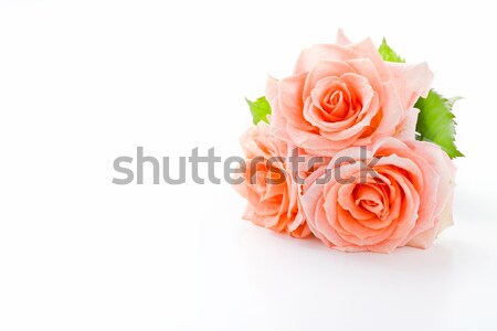 Rosas três primavera amor Foto stock © mpessaris