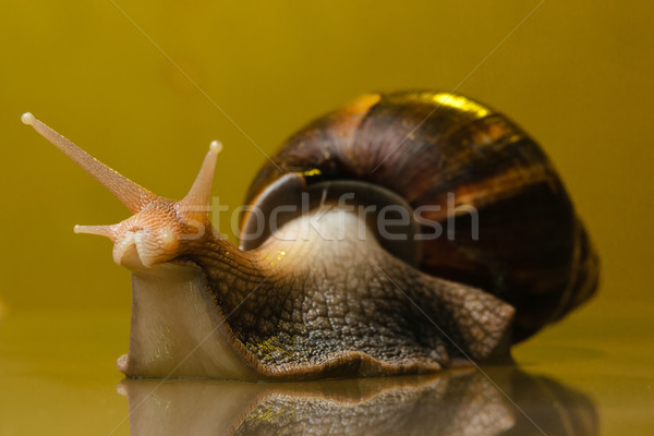 蝸牛 玻璃 黃色 動物 移動 商業照片 © mrakor