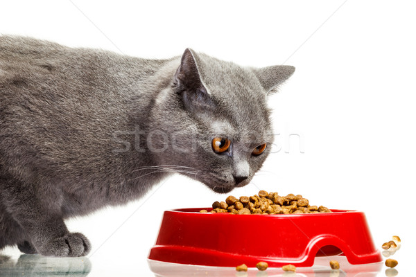 Szary kot jedzenie puchar odizolowany biały kot Zdjęcia stock © mrakor
